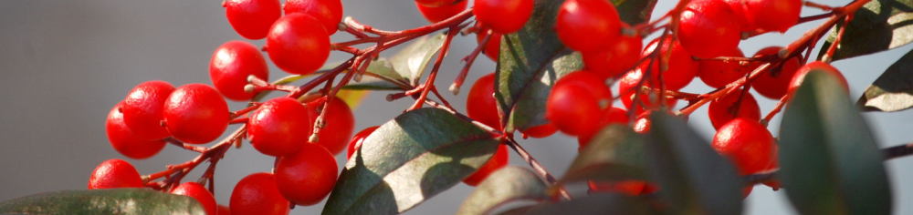 福袋屋 ｜売り切れ御免！人気でお得な福袋が揃ってます。